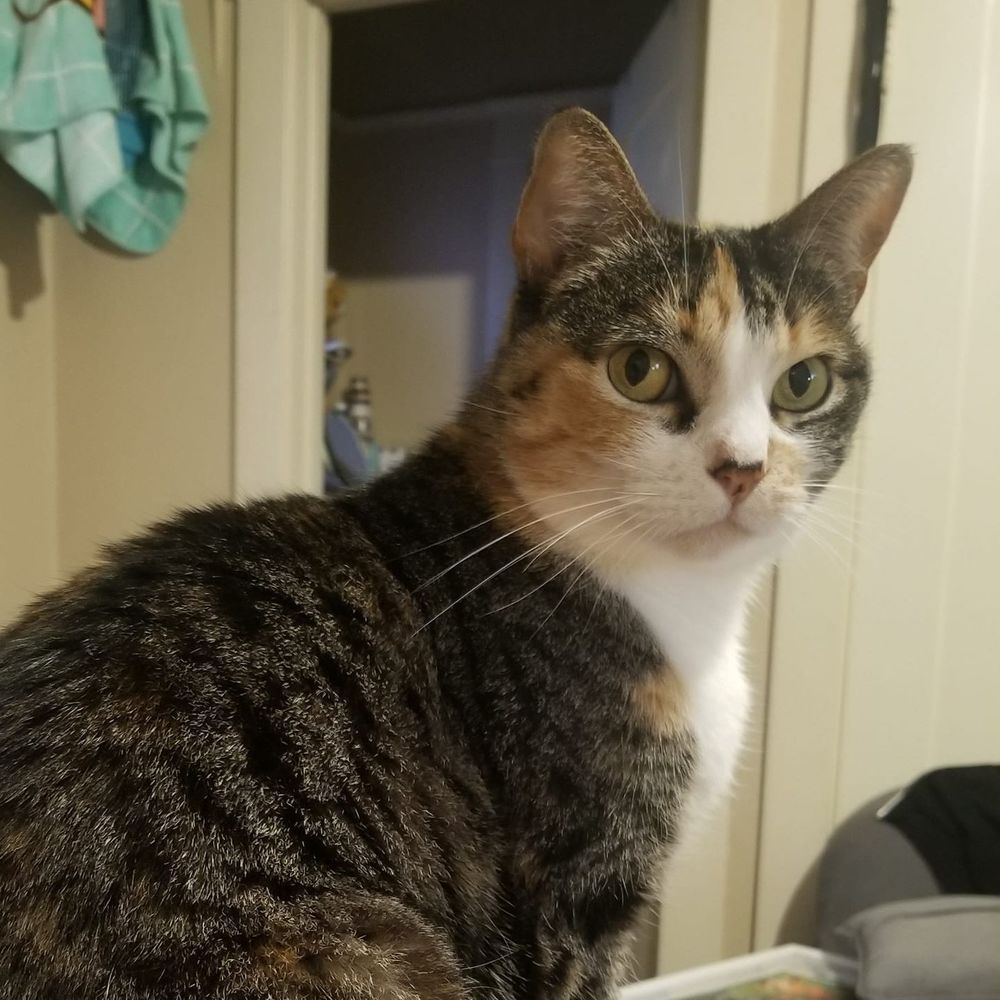 Meet your Posher, Elizabeth